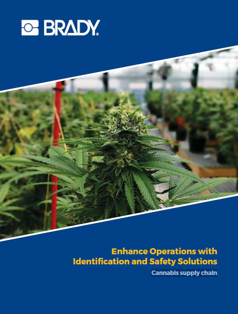 Cannabis supply chain